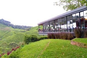 Enjoying the scenic valley view of tea plantation at BOH Sungai Palas Cafe 