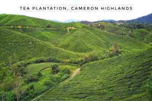 valley of lush tea leaves at BOH Tea Plantation in Cameron Highlands, Malaysian