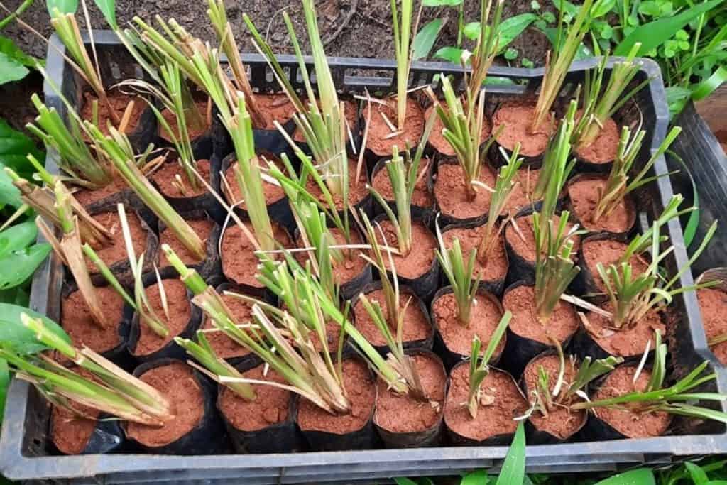 Permaculture in Vietnam uses Vetiver grass in preventing soil erosion.