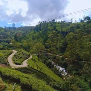 Tea plantation at Nuwara Eliya Sri lanka